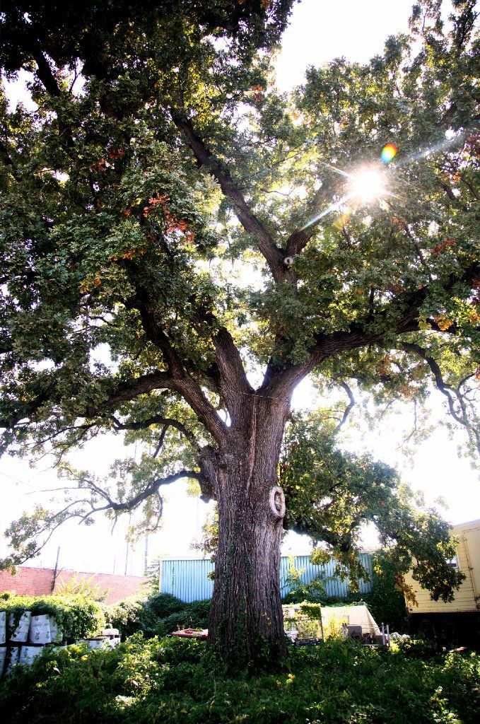 Hanging tree